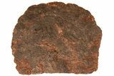 / Foot Wide Fossil Crinoid (Scyphocrinites) Plate - Morocco #215237-1